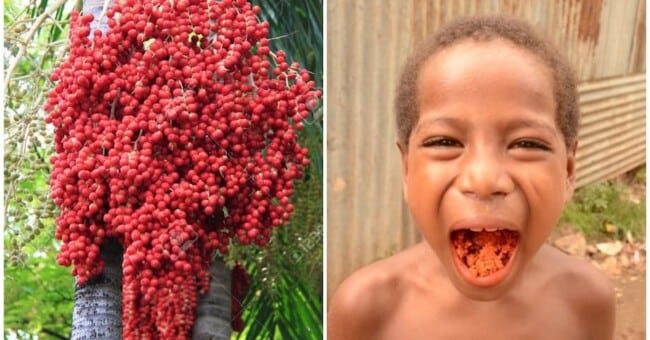 Nuez de betel