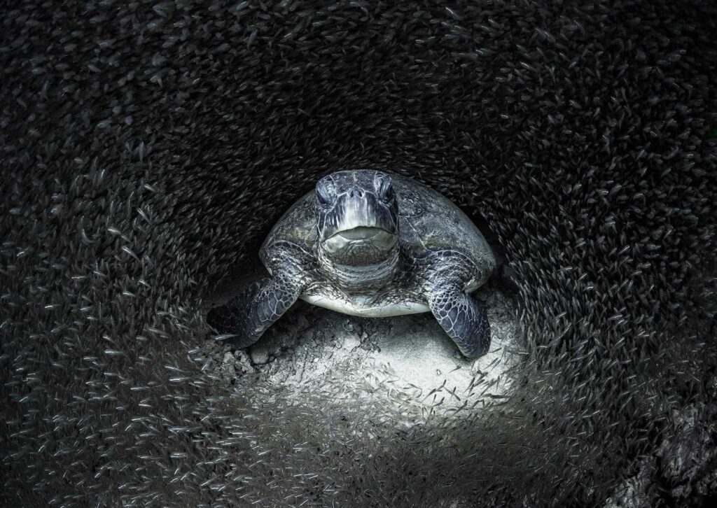 Ocean Photography Awards