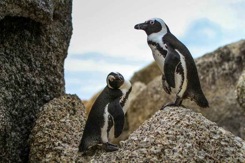 Pingüinos africanos