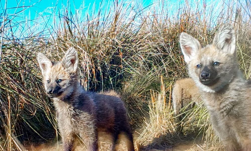 Por primera vez en el mundo, registran videos de una aguará guazú hembra alimentando a sus crías en estado silvestre