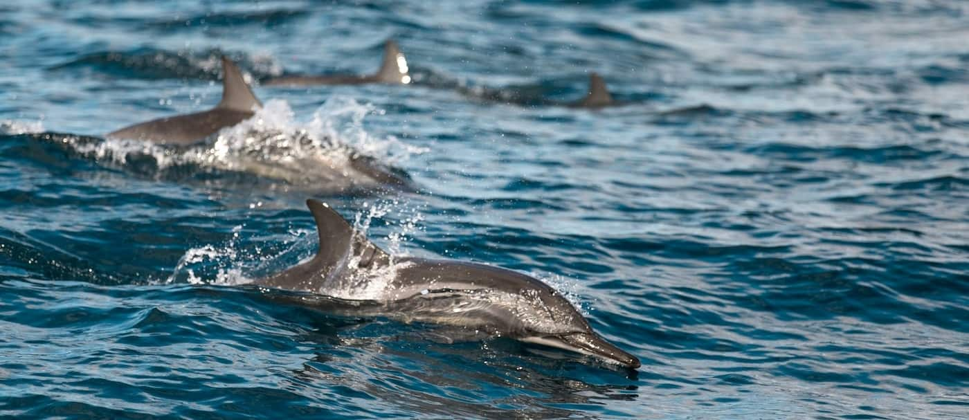 Las autoridades prohíben nadar con delfines giradores en Hawái