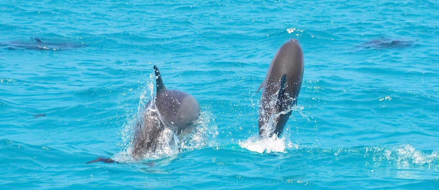 Un nadador que estuvo perdido por 12 horas fue encontrado gracias a una manada de delfines