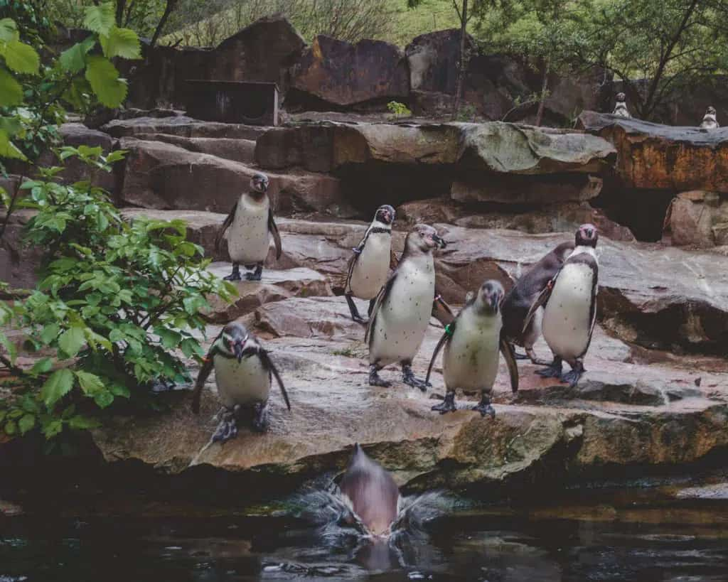 image destinos de Europa para viajar con niños Zoologico de berlin mejores destinos para viajar con ninos de europa