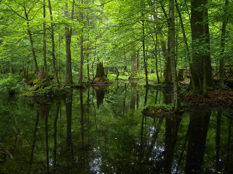 bosques-mas-bonitos-de-Europa