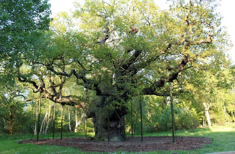 bosques-mas-bonitos-de-Europa