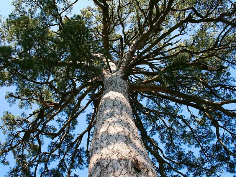 bosques-en-europa-más-lindos