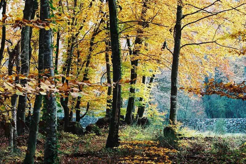 bosques-mas-bonitos-de-europa