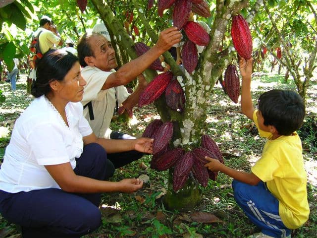 image pueblos de perú cacao 4