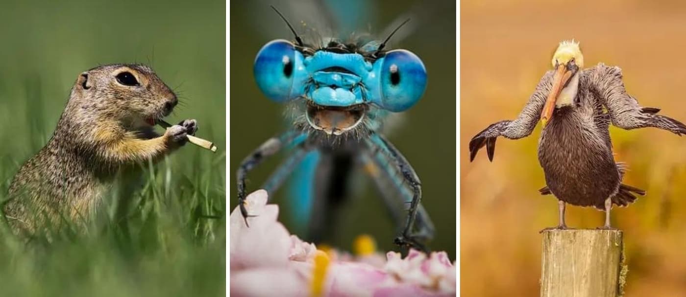 Estos son los finalistas para los Comedy Wildlife Photo Awards 2021 y son geniales