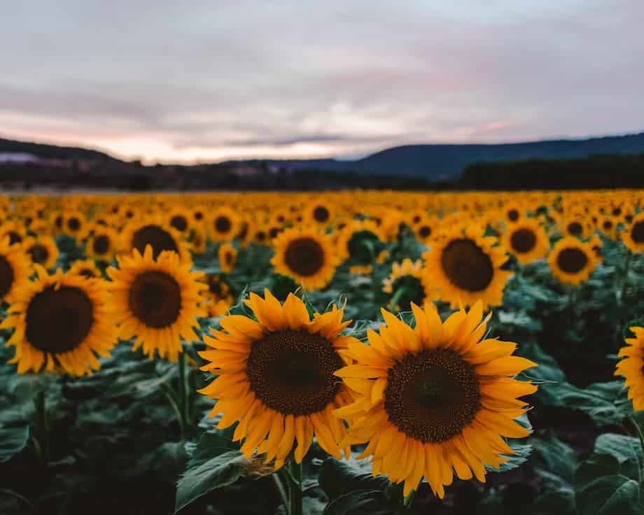 girasoles