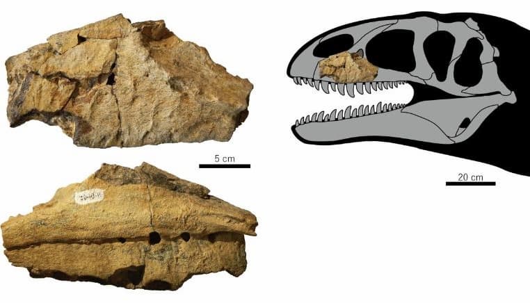 Diagrama de la ubicación del fósil del nuevo dinosaurio