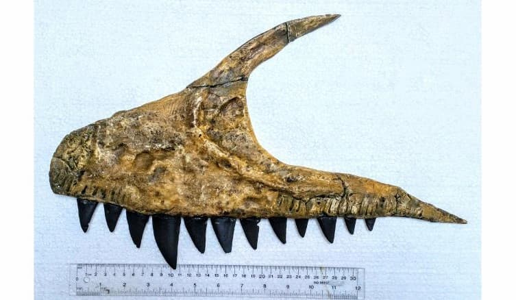 Mandíbula fosilizada perteneciente al dinosaurio descubierto