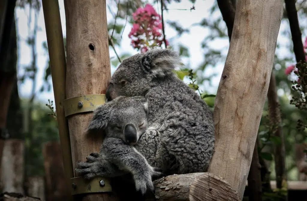 image destinos de Europa para viajar con niños mejores destinos de europa para viajar en familia Zoologico de Beauval