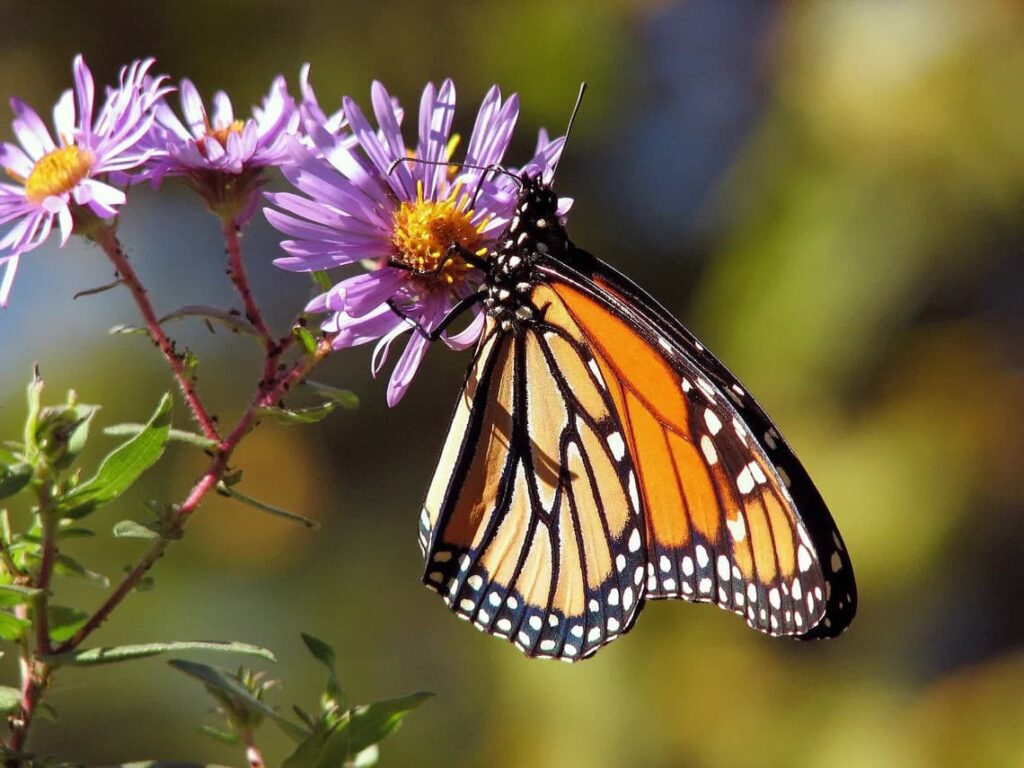 En los últimos 20 años, la población de la mariposa Monarca en Norteamérica ha disminuido un 80%, según el Servicio de Pesca y Fauna Silvestre de los Estados Unidos. 