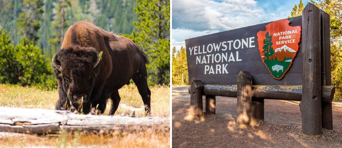 ¡Increíble! Una mujer se salvó de un ataque de bisonte quedándose tirada en el suelo