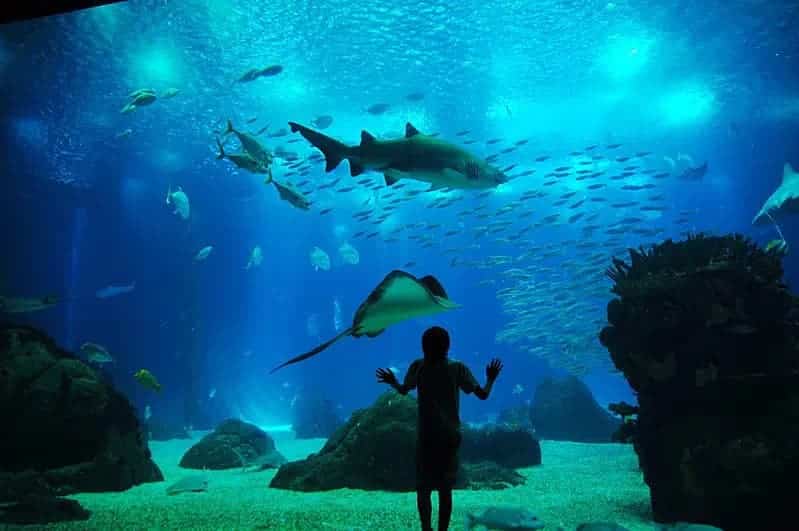 image destinos de Europa para viajar con niños oceanario de lisboa mejores destinos para viajar con ninos