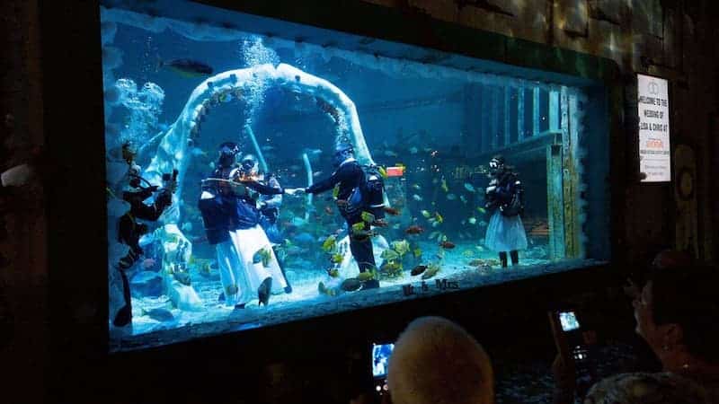 Invitados de la pareja de buzos que celebró su boda bajo el agua