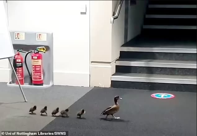 Una adorable mamá pato guía a sus patitos a través de la biblioteca de la universidad