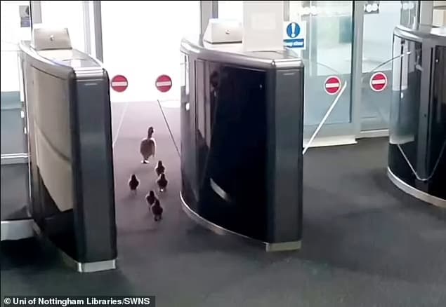 Una adorable mamá pato guía a sus patitos a través de la biblioteca de la universidad