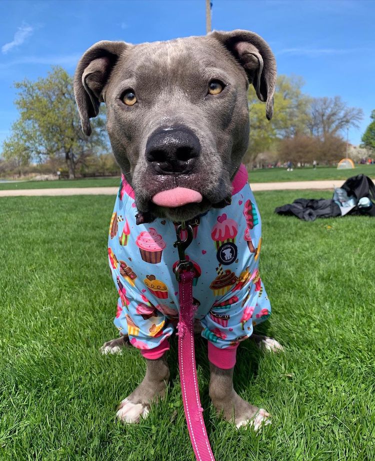 image estigma contra los pitbulls pijamas rompen estigmas contra los pitbulls 2