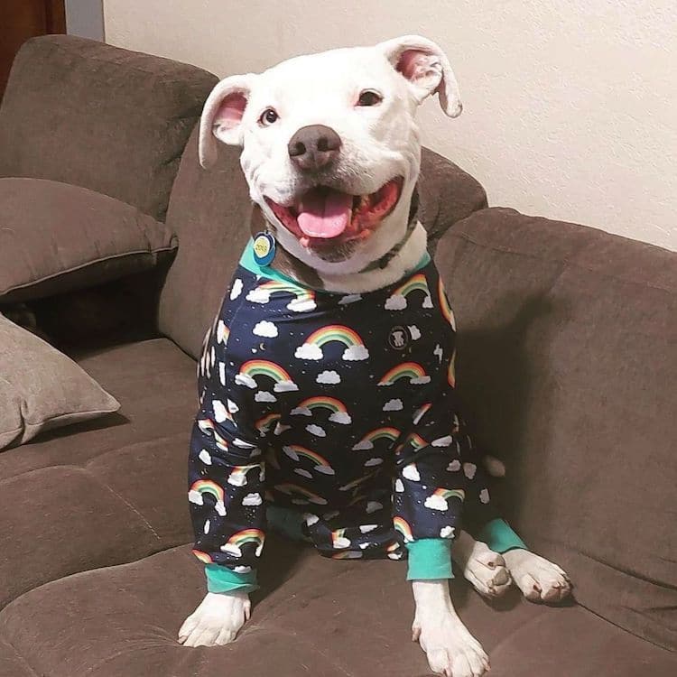 Diseñan coloridos pijamas para perros para erradicar el estigma contra los pitbulls