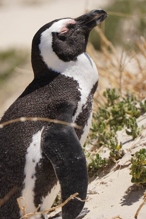 Pingüinos africanos mueren por picaduras de abejas