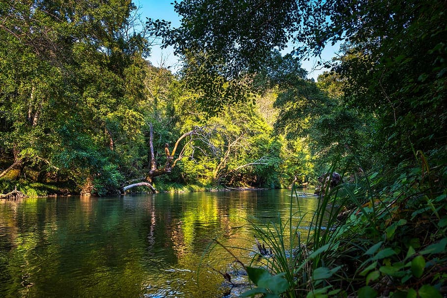 rainforest river