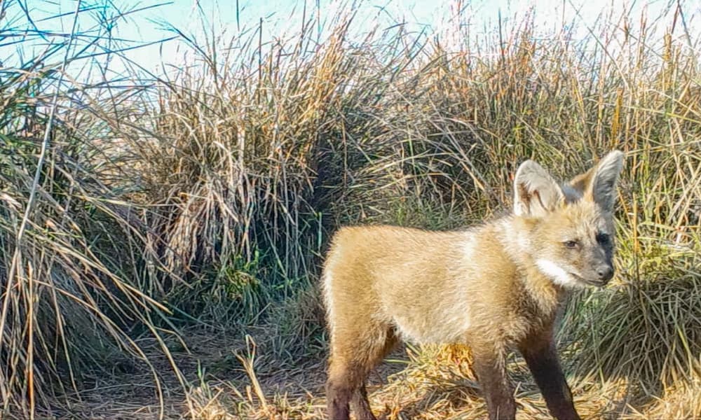 Por primera vez en el mundo, registran videos de una aguará guazú hembra alimentando a sus crías en estado silvestre 