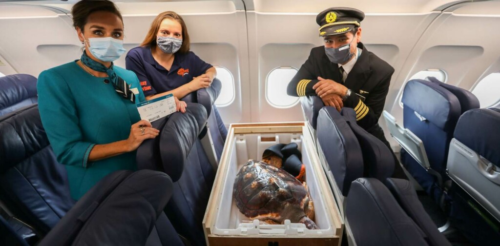 lava Esta tortuga marina que se perdió y terminó del otro lado del mundo pudo volver a España en avión con su propia tarjeta de embarque tortuga avion