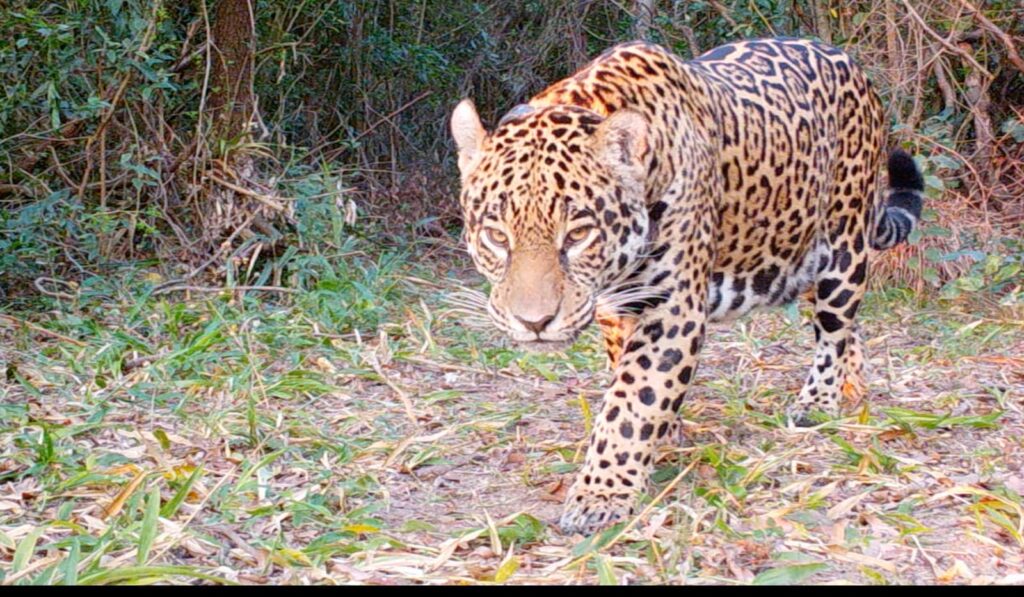 Arami, una de las dos yaguaretés nacidas en Corrientes luego de más de setenta años de extinción ya recorre el Iberá