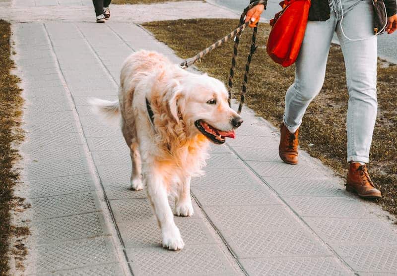 España, proyecto DNI para mascotas