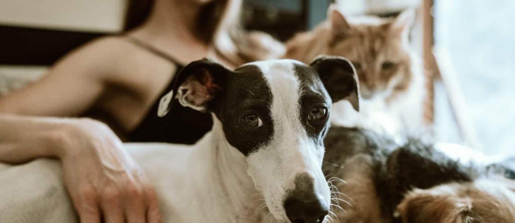 mascota España planea incorporar el DNI para mascotas a partir de 2022 España planea incorporar el DNI para mascotas a partir de 2022