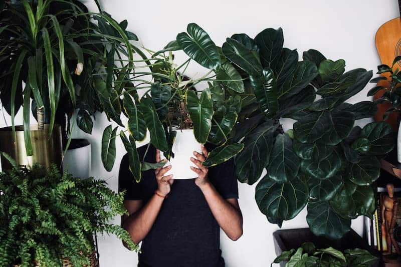 Las plantas de interior aumentan la felicidad