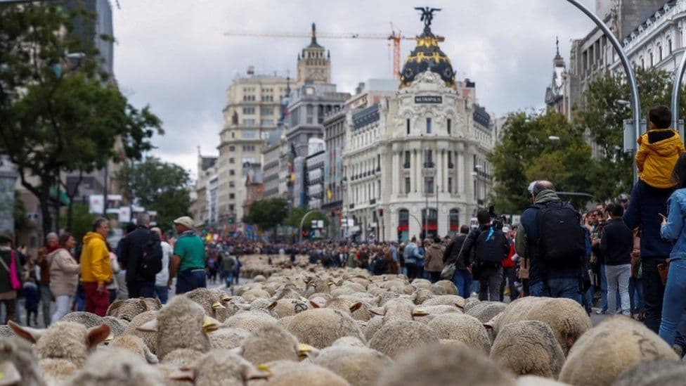 Miles de ovejas se apoderan de las calles de Madrid