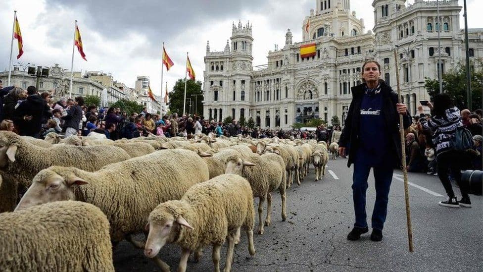 Miles de ovejas se apoderan de las calles de Madrid