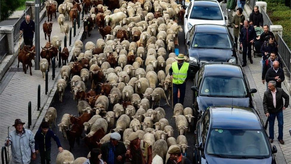 Miles de ovejas se apoderan de las calles de Madrid