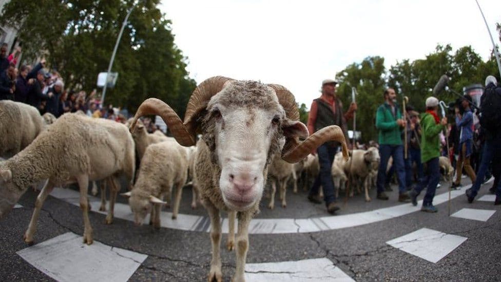 Miles de ovejas se apoderan de las calles de Madrid