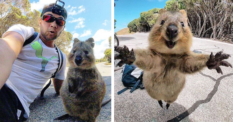 Quokka selfie australia1