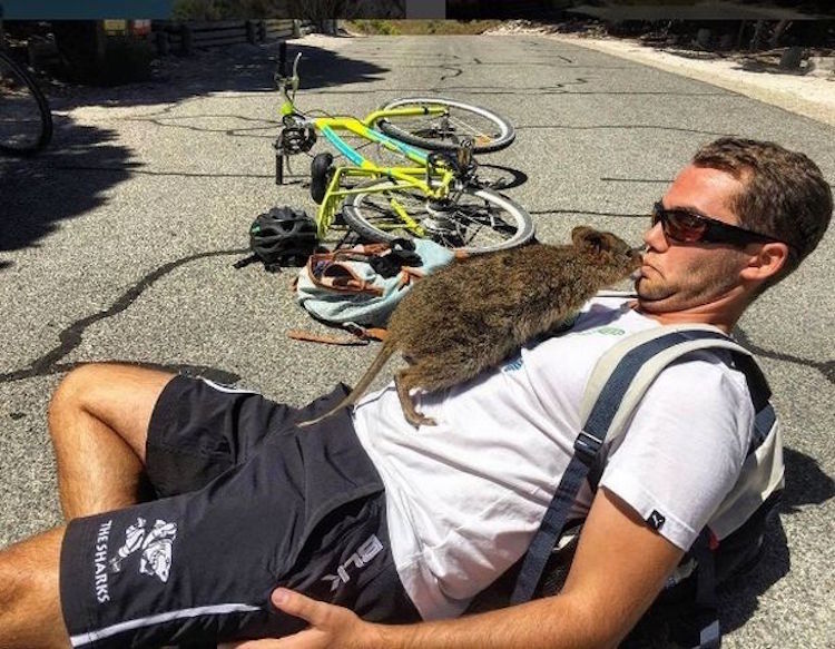 image Quokka selfie australia2