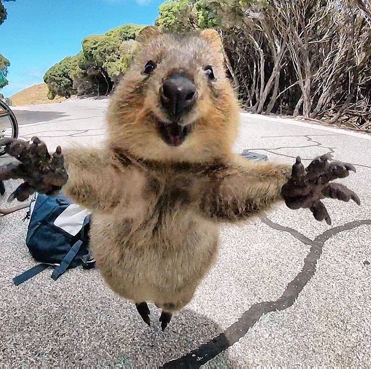 image Quokka selfie australia3