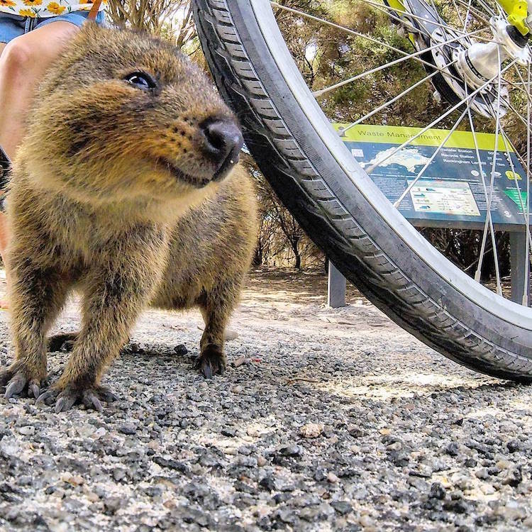 image Quokka selfie australia5