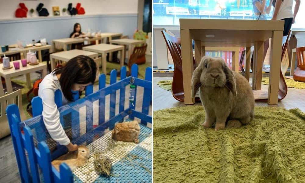 Rabbitland Cafe El insólito café en Hong Kong donde los conejos se pasean al lado de los comensales