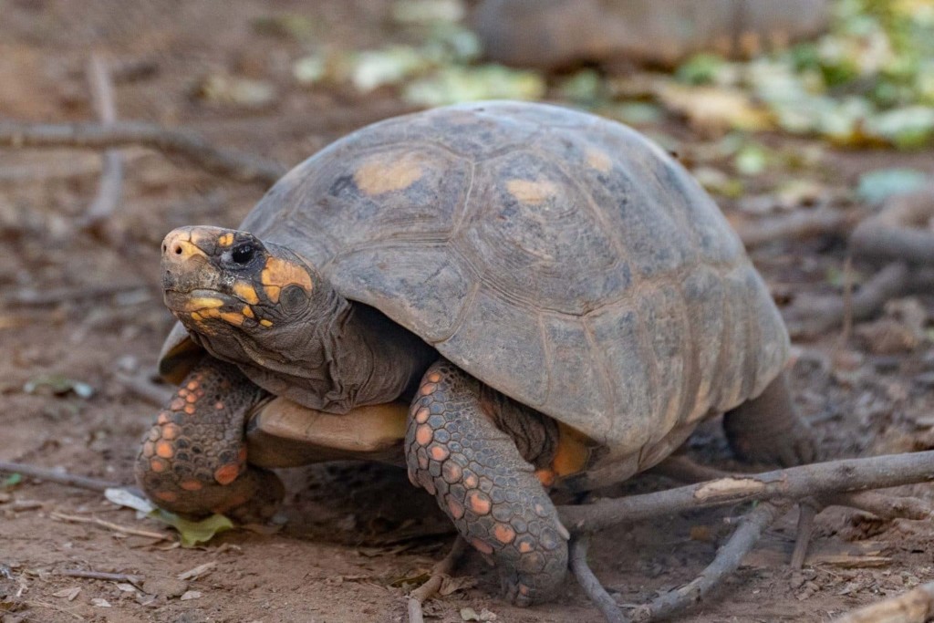 La tortuga yabotí regresa a Argentina: trasladarán 40 ejemplares desde Paraguay al Impenetrable chaqueño