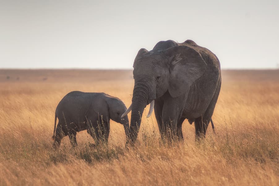 bebe elefante