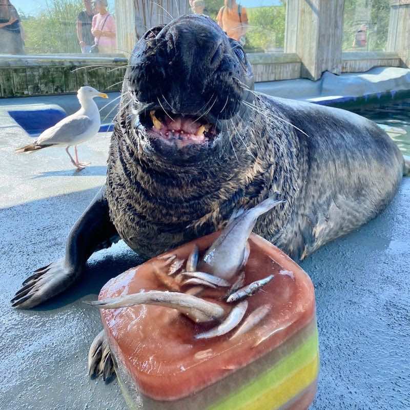 Una foca rescatada celebró su cumpleaños con un pastel de hielo y luego se quedó dormida encima de este