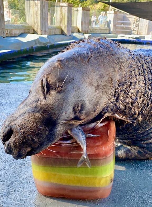 Una foca rescatada celebró su cumpleaños con un pastel de hielo y luego se quedó dormida encima de este