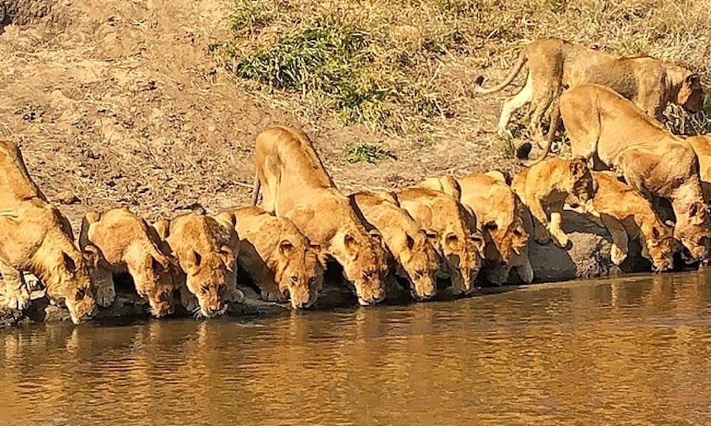 leones tomando agua