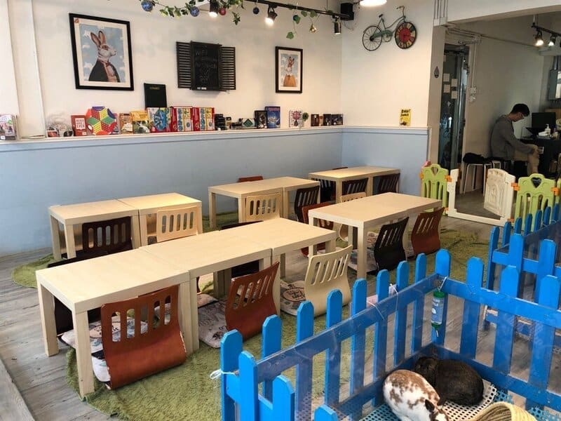 Rabbitland Cafe: El insólito café en Hong Kong donde los conejos se pasean al lado de los comensales