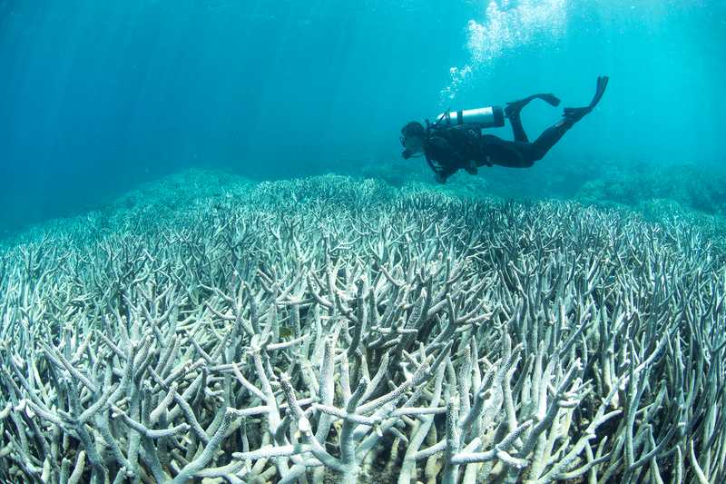 image 1468588350 coral bleeching 8