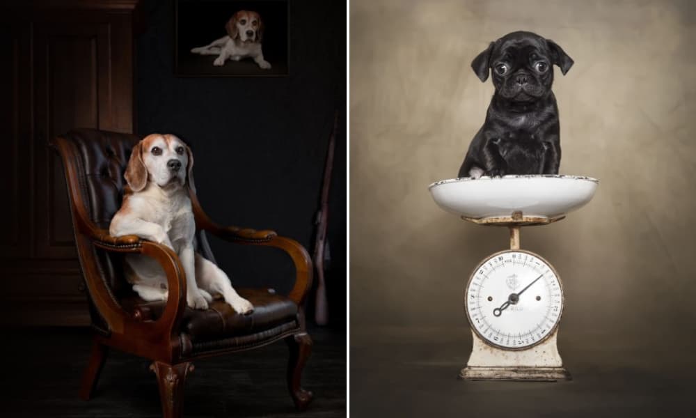 Dog Photography Awards Estas son las mejores fotografías de perros del 2021-1